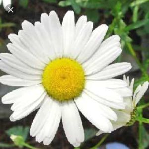 Meet your Posher, Daisy